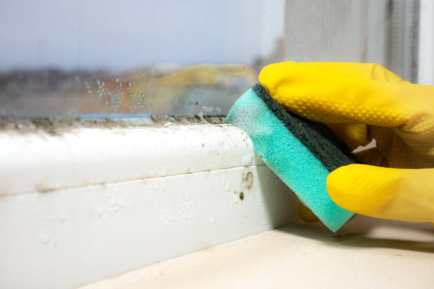 Trusted Harrisburg, IL Mold Removal Experts